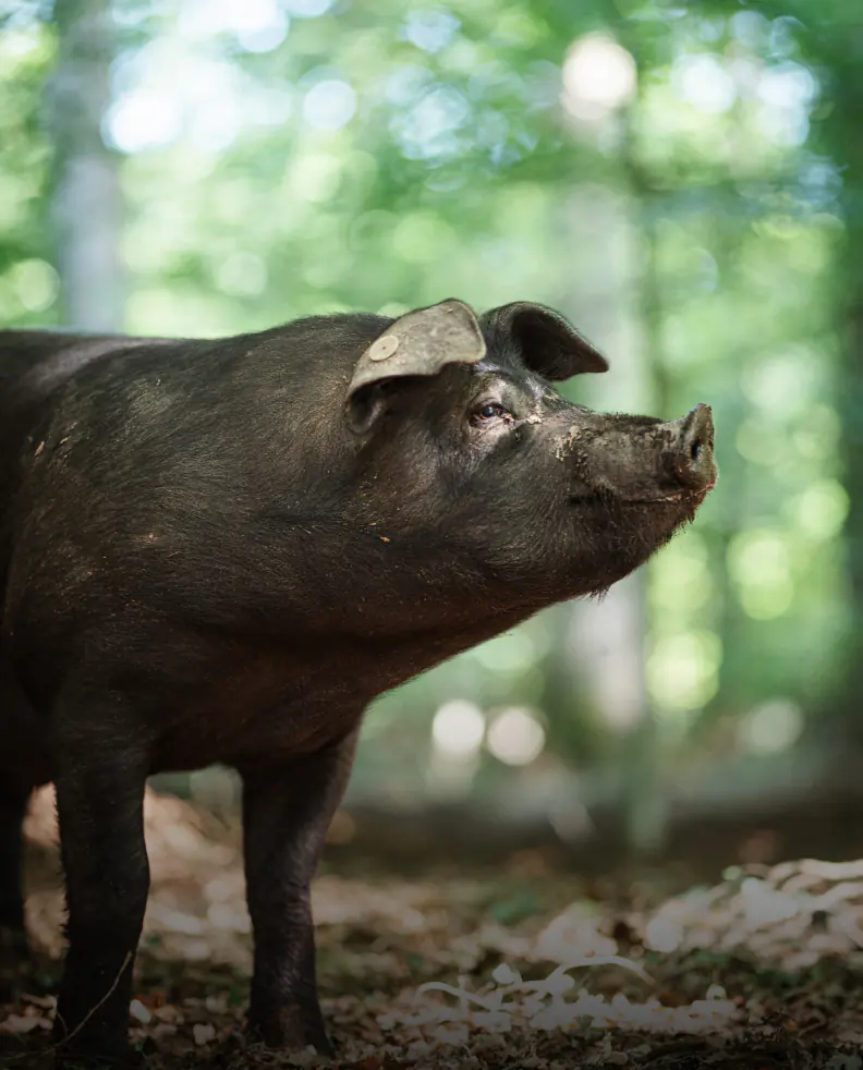 Waldschwein