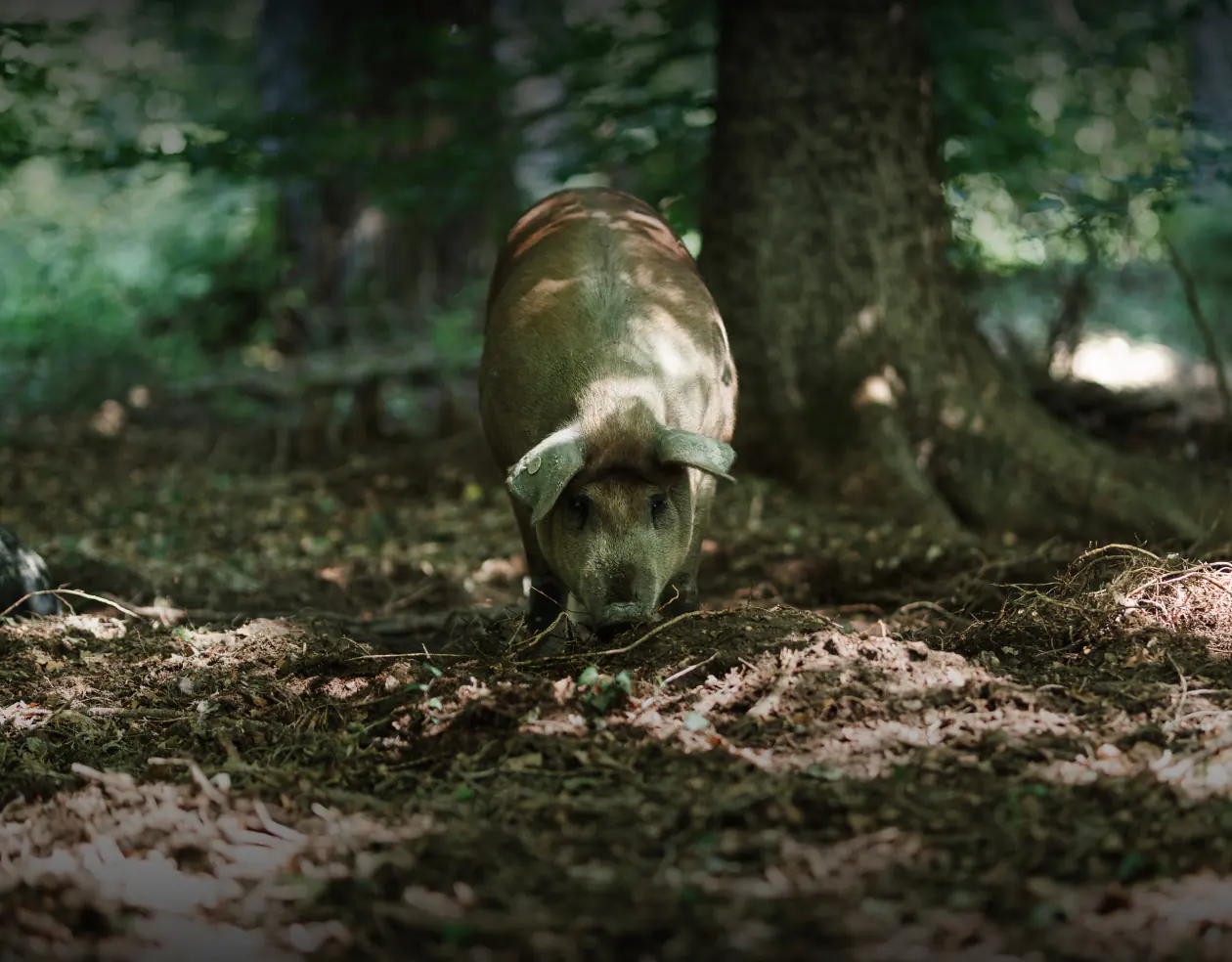 Schnüffelndes Waldschwein