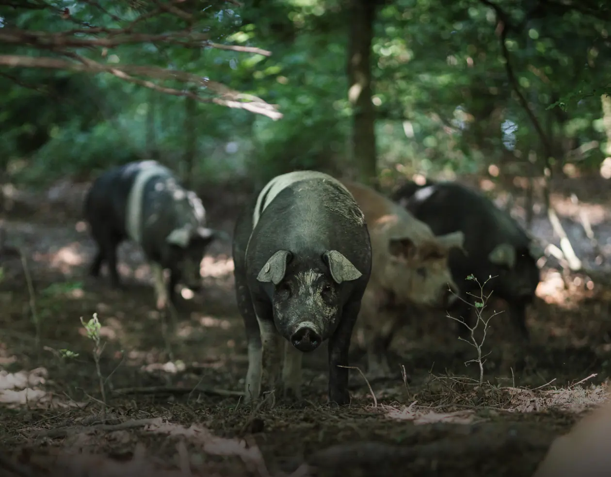 Waldschweine bei Herrmannsdorfer