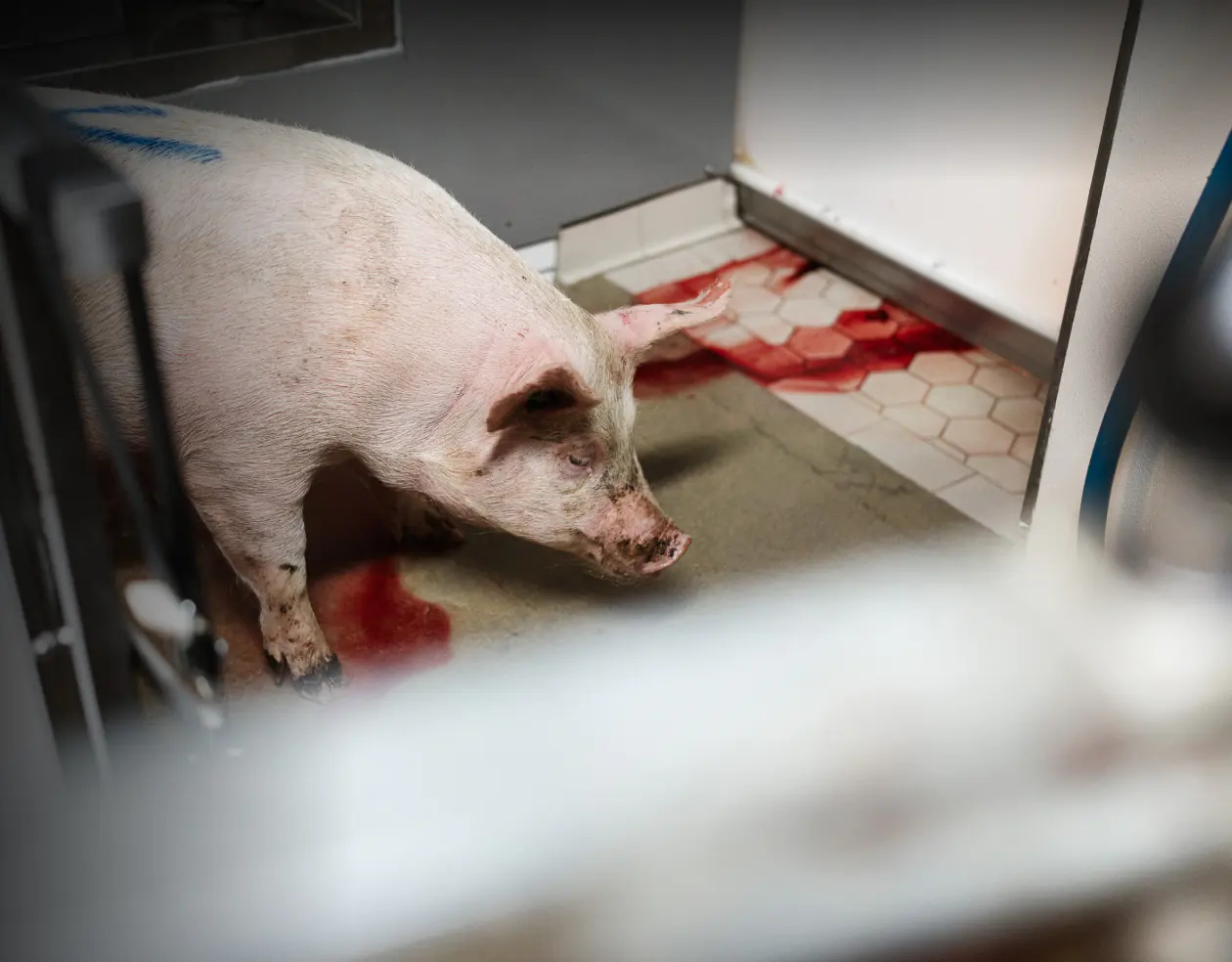 Waldschwein bei Herrmannsdorfer