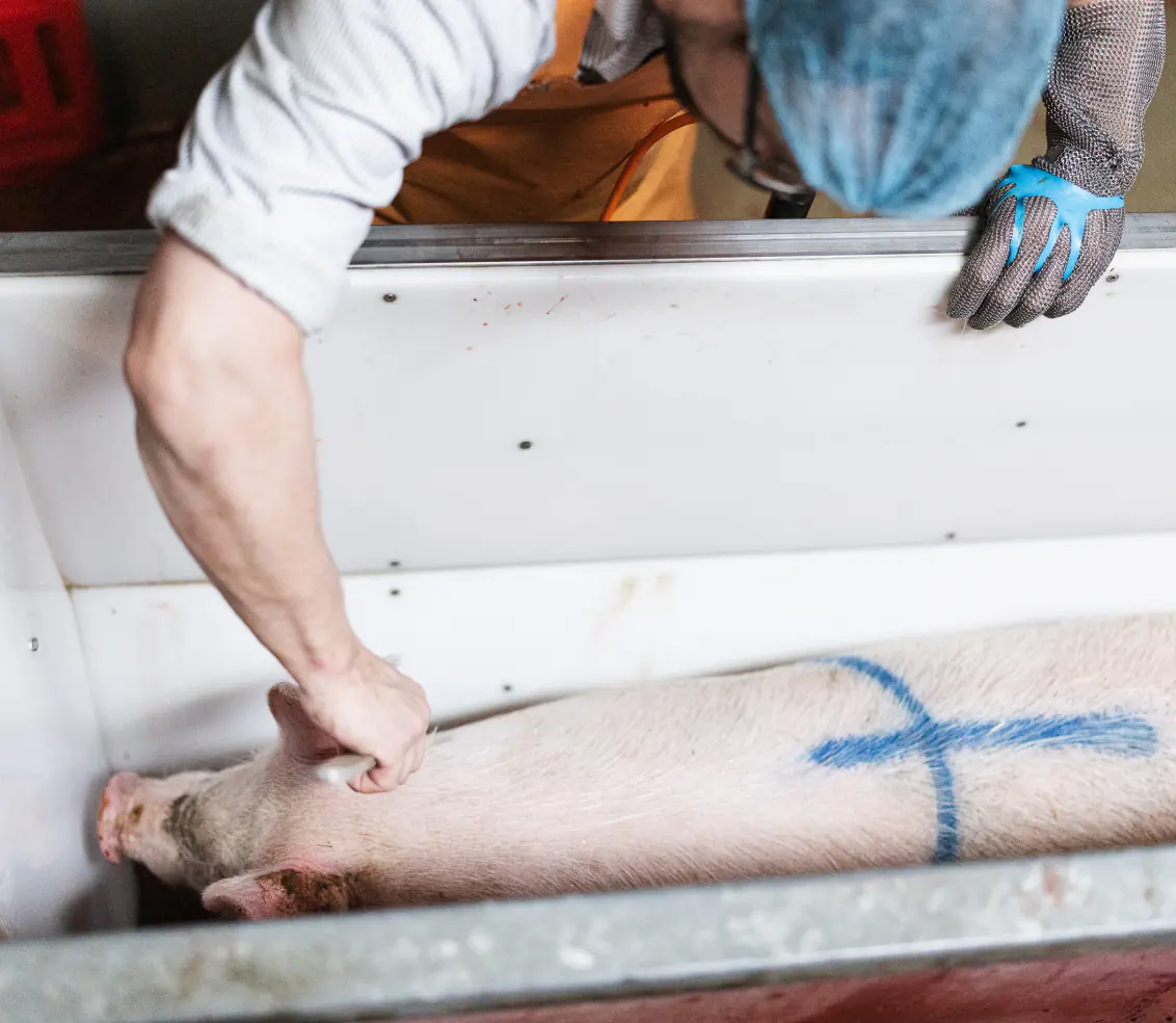 Waldschwein