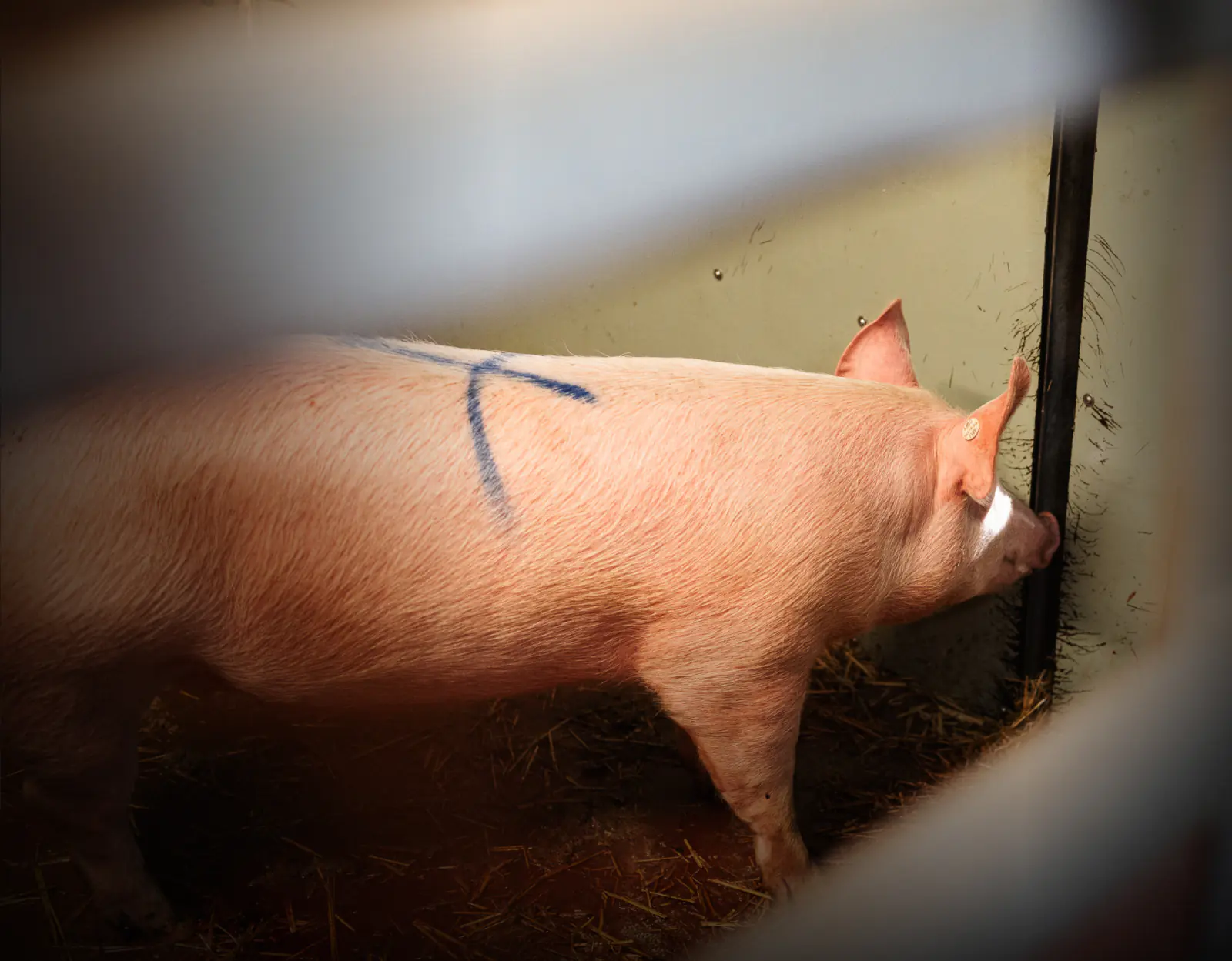 Waldschwein bei Herrmannsdorfer