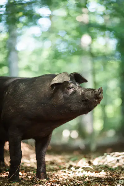Waldschwein-Porträt