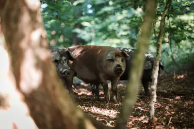 Waldschweine zwischen den Bäumen