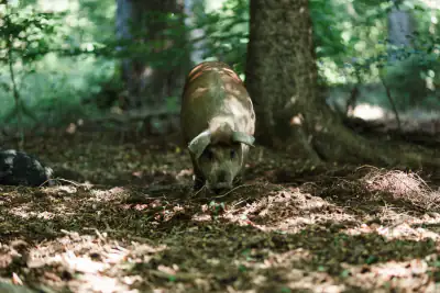 Waldschwein im Unterholz
