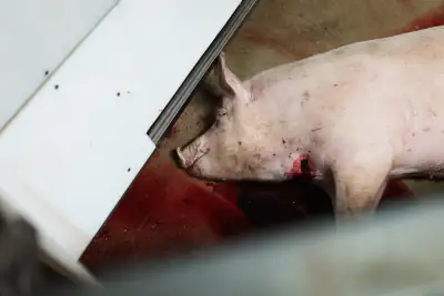 Schwein nach der Schlachtung