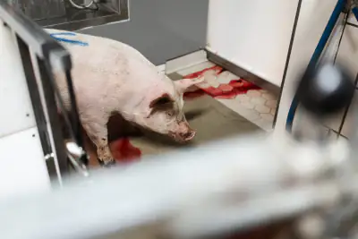 Schwein schnüffelt am Boden