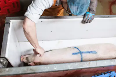 Mitarbeiter betäubt Schwein