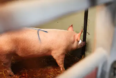 Schwein schnüffelt durch den Türspalt
